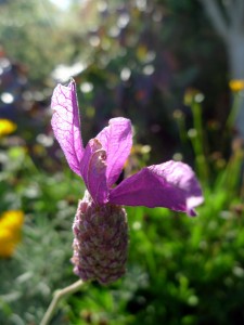 Lavender aromatherapy eczema