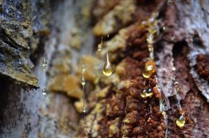 Gold & Frankincense & Myrrh Lotion Bar